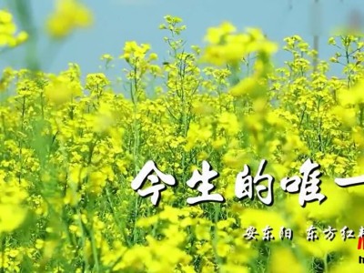 安东阳/东方红艳《今生的唯一》MV